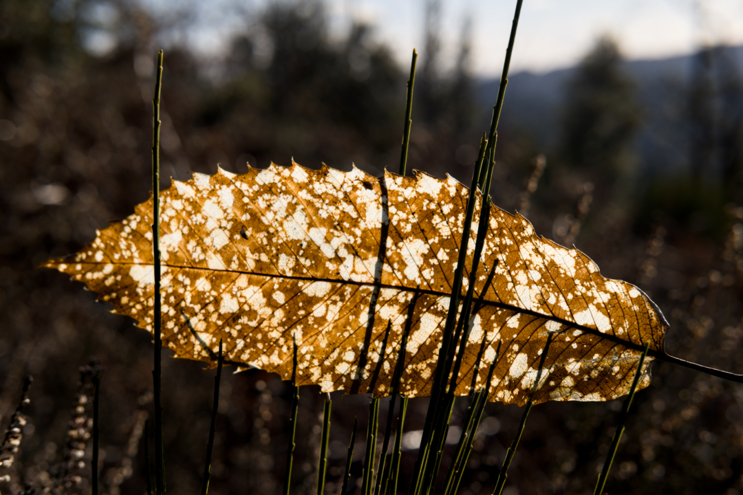 Attention consciente en forêt