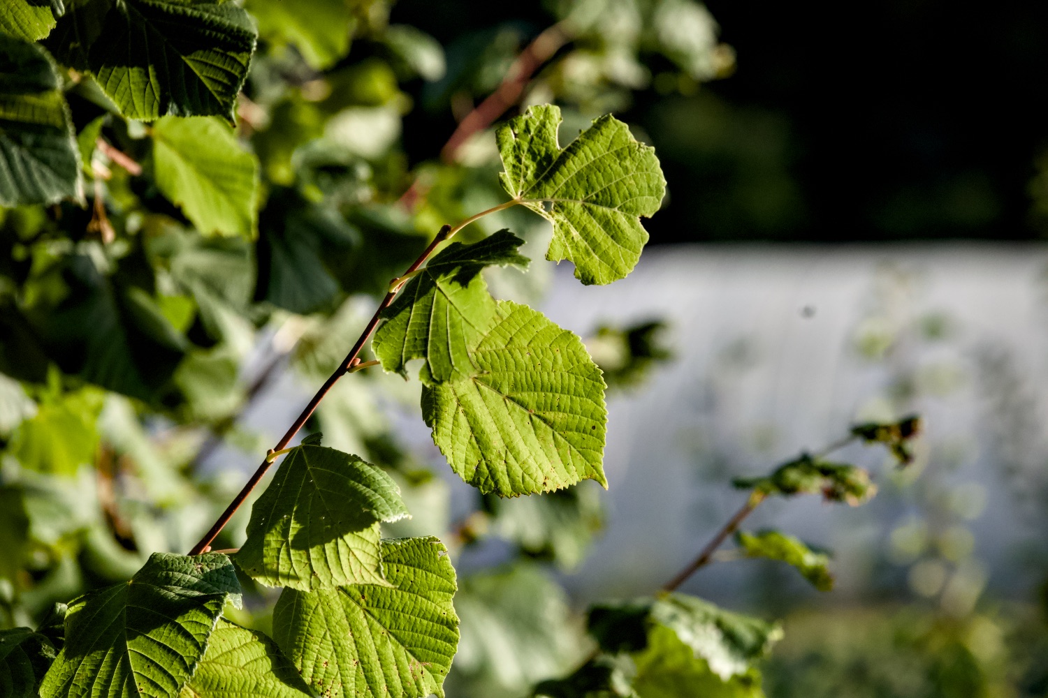 Shinrin Yoku - Invitation à la douceur