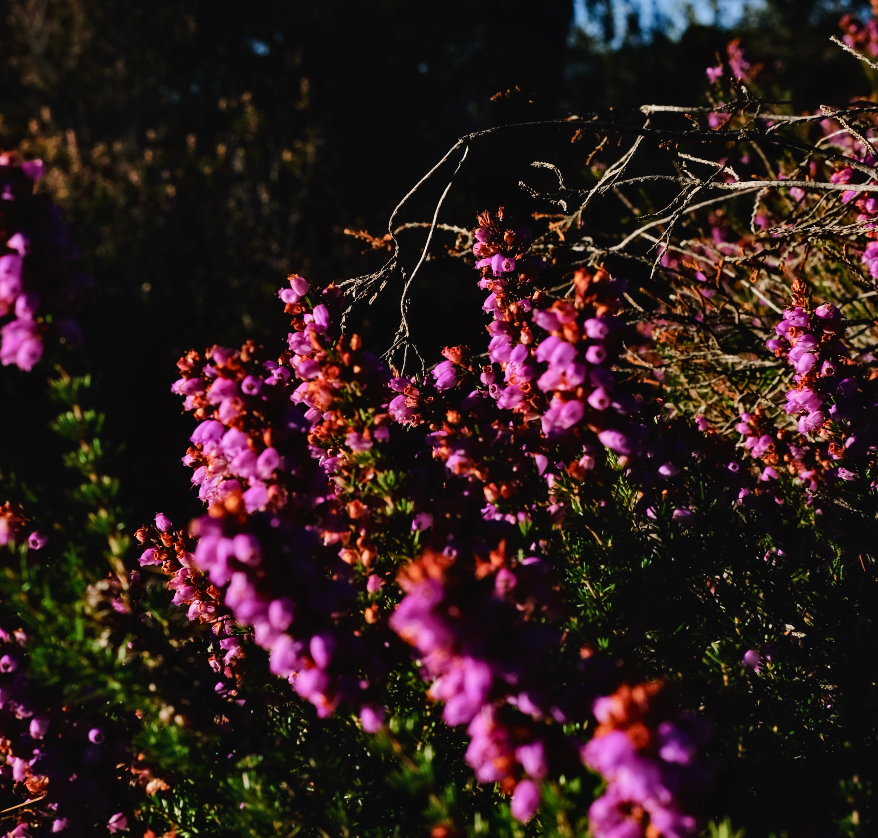 Randonnée "Plantes de la Garrigue et usages anciens" : Focus botanique